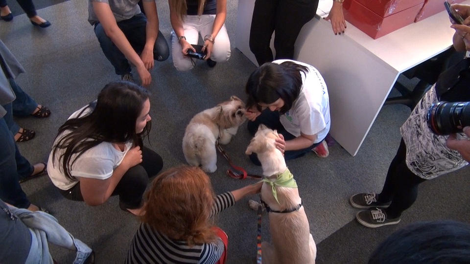 “Cães Terapeutas” na Wunderman