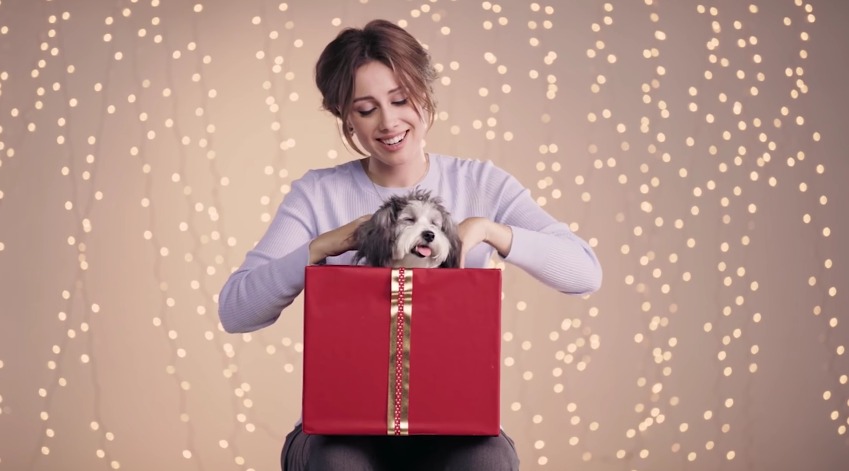 Royal Canin lança campanha “Não dê um pet de presente!”