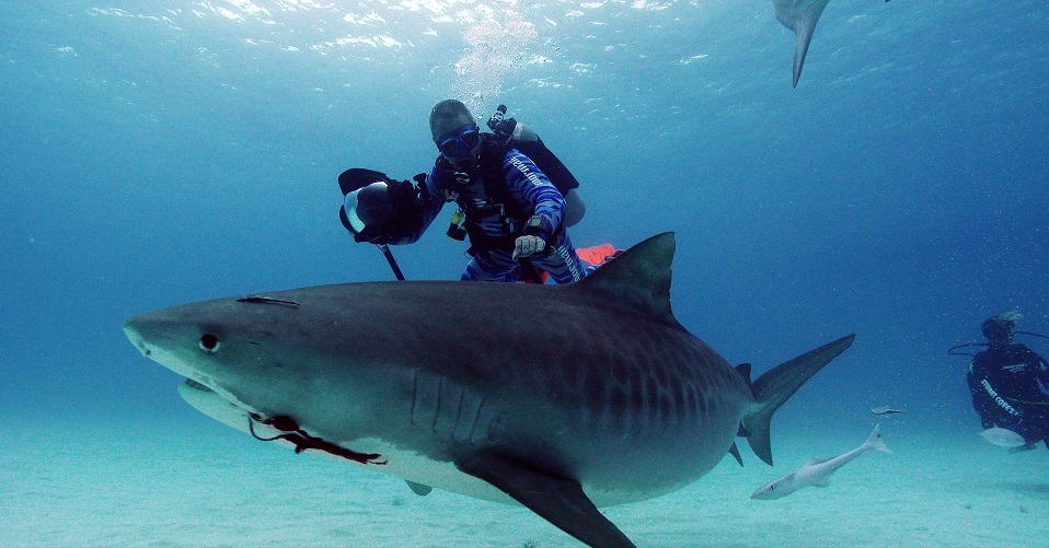 Nat Geo Wild apresenta os animais mais fascinantes dos oceanos em “Pelos Mares do Mundo”