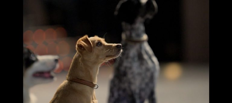 Campanha produzida pela agência nova/sb promove intervenções em cinema para a Special Dog