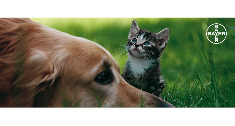 Bayer lança campanha sobre adoção e cuidados com os animais