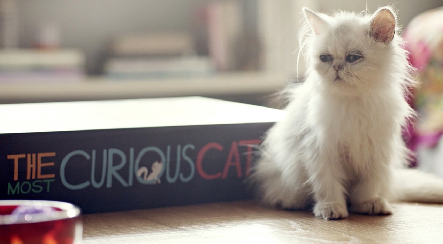 Com assinatura da AlmapBBDO, Whiskas lança ‘The Curious Cat Book”