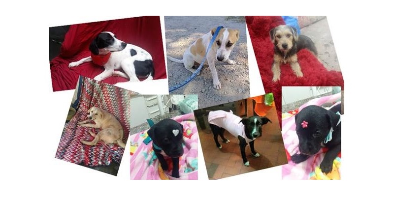 Sodexo Benefícios e Incentivos promove ação interna de adoção de cães