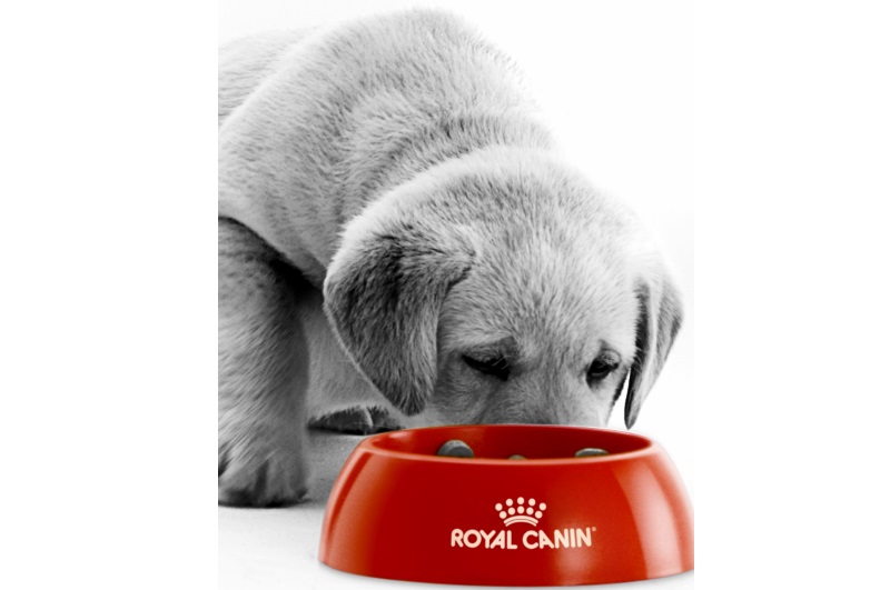 “Saúde é tudo para nós” é a nova campanha nacional da Royal Canin