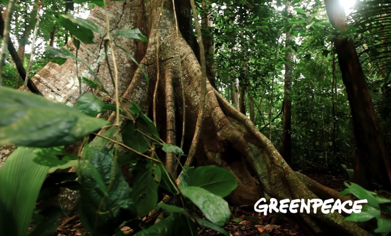 Greenpeace estreia campanha em defesa da Amazônia