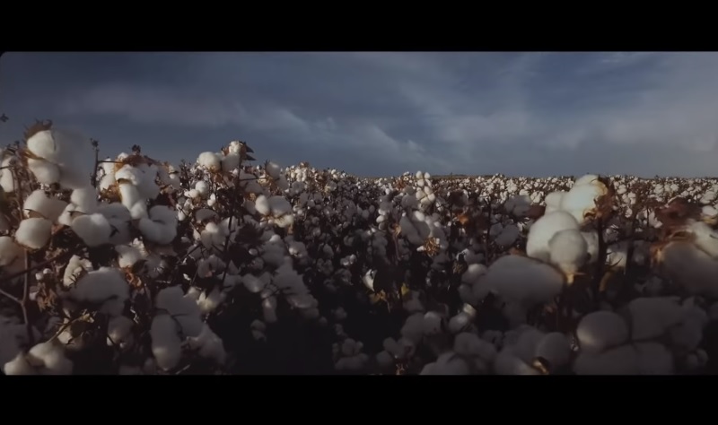 Em campanha, BASF homenageia agricultores de algodão 