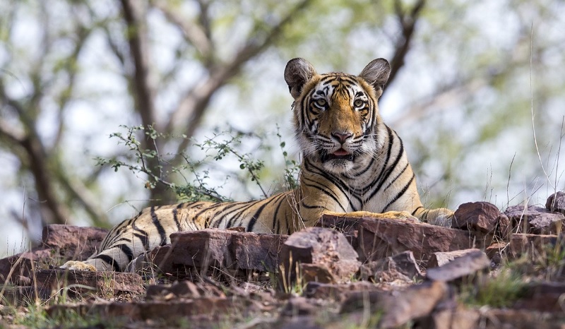 Nat Geo Wild apresenta especial no Dia Mundial dos Tigres