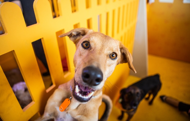 No Dia do Vira Lata, Pedigree promove adoção virtual de cães