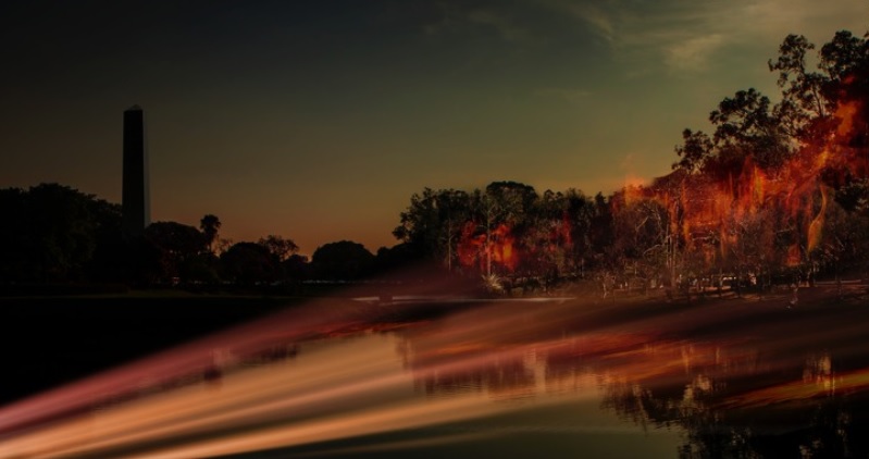 No dia da Amazônia, Natura fará projeções visuais em árvores do Ibirapuera chamando atenção para as queimadas     