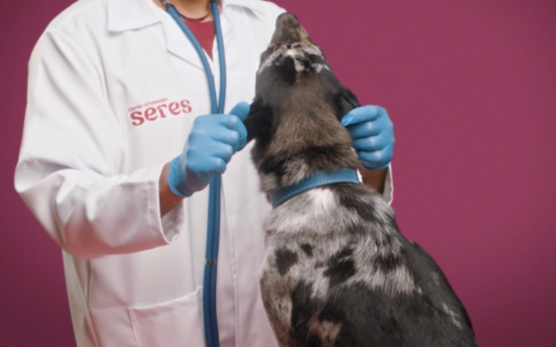 W3haus cria primeira campanha para centro veterinário da rede Petz