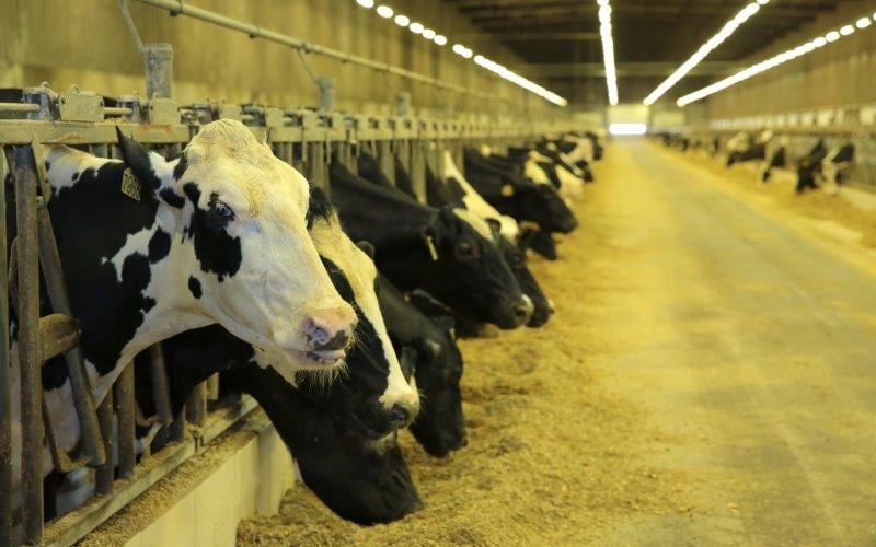 Fazenda Colorado é eleita a maior produtora de leite do Brasill