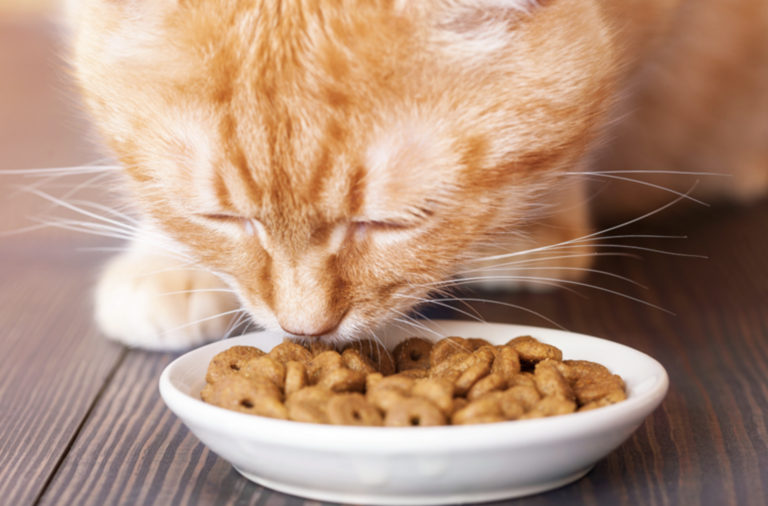 Pet food cresce em valor pautada por aumento de preços