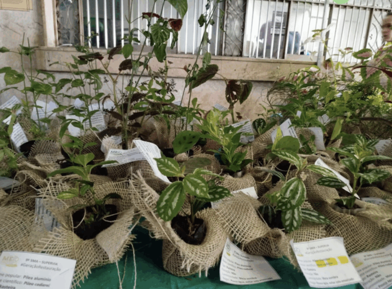 SuperVia vai distribuir mudas no Dia do Meio Ambiente