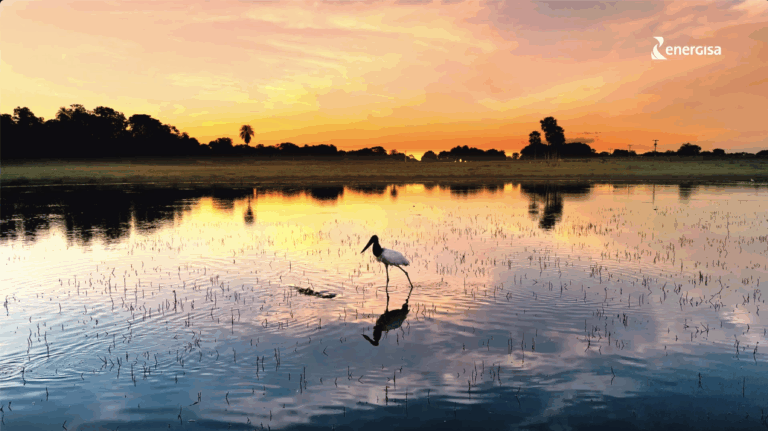 Energisa lança campanha criada pela Heads