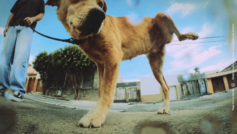 Lagunitas faz dogs pagarem cervejas pra seus tutores