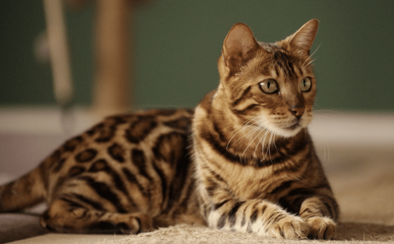 PremieRpet apresenta Nattu Wild